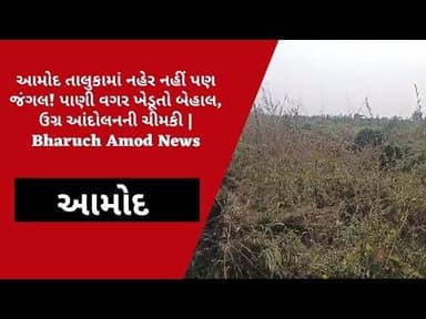 આમોદમાં નહેર વિભાગની ઘોર બેદરકારી! નહેર બની જંગલ, પાણી વગર ખેડૂતો બેહાલ | Bharuch Amod News