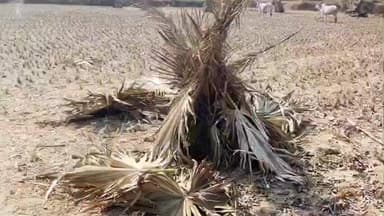 चाकुलिया: मकर संक्रांति की तैयारियां तेज, पारंपरिक कुमाऊँ बनाने में जुटे ग्रामीण