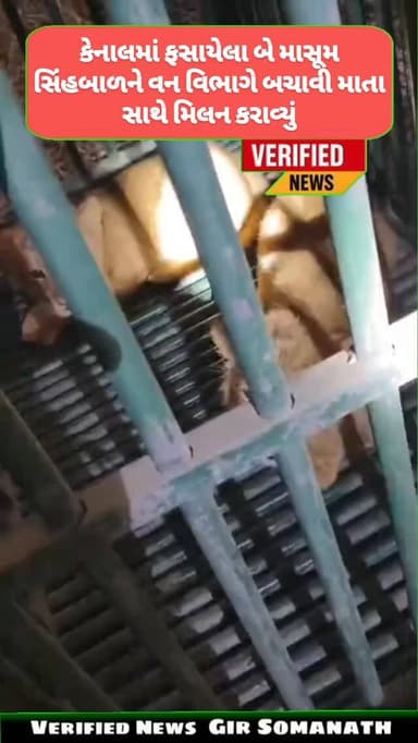 કેનાલમાં ફસાયેલા બે માસૂમ સિંહબાળને વન વિભાગે બચાવી માતા સાથે મિલન કરાવ્યું
#dhari #girsomnath #lion #amreli #sasangir