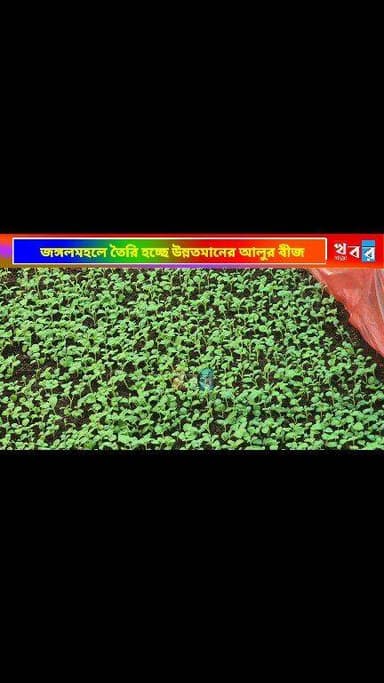 Agriculture News: জঙ্গলমহলে প্রক্রিয়াকরণ ইউনিট বানিয়ে তৈরি করা হচ্ছে উন্নতমানের আলুর বীজ
#বাঁকুড়া #Potatoseed #Janga...