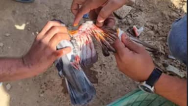 સાણંદ: સાણંદમાં સાધના ફાઉન્ડેશનના 35 જેટલા સ્વયં સેવકો ઇજાગ્રસ્ત પક્ષી બચાવવા તહેનાત