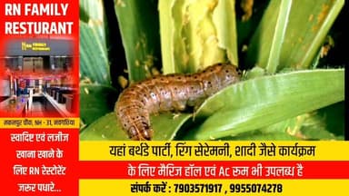 मक्के की फसल पर कीट का प्रकोप, किसान परेशान
#Vidhansabha #PublicSupport #BiharPolice #CarvaanOfChange #विधायक #खगरिय...