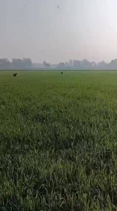 #महराजगंज में तेंदुए का आतंक, एक ही गांव में 5 ग्रामीणों पर हमला,दहशत का माहौल,वन विभाग की टीमें मौजूद-
Public maharajga...