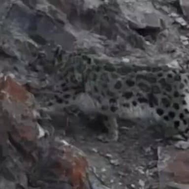 हंगरंग: हाँगरंग घाटी से आई तस्वीरों में स्नो लेपर्ड दिखने लगे