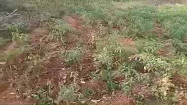 कुकड़ू: खरकोचा में दो जंगली हाथियों का उत्पात, आलू और गोभी की सब्जियां खाईं