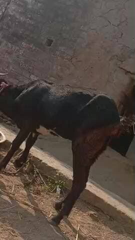 viral please support👇😣👇#viralreel@#