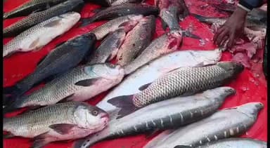 নগাঁও: নগাঁৱৰ শান্তিজান বজাৰত ভোগালী বিহুৰ উৰুকা উপলক্ষে ৰাইজৰ ভীৰ, ভোজৰ বাবে মাছ ক্ৰয়ৰ বাবে ভিৰ কৰিছে ৰাইজে