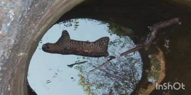 रत्नागिरी: खालगाव जाकादेवी परिसरात बिबट्या कुजलेल्या अवस्थेत आढळला