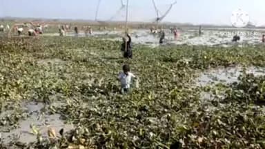 নগাঁও: উৰুকা উপলক্ষে ফুলগুৰিৰ জাকৰুৱা বিলত ৰাইজৰ সমূহীয়া মৎস্য চিকাৰ,ৰাইজে সমূহীয়া ভাৱে ধৰিলে মাছ