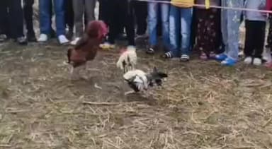 নগাঁও: ধিঙত মাঘ বিহুৰ উৰুকা উপলক্ষে অনুষ্ঠিত হ'ল পৰম্পৰাগত কুকুৰা যুঁজ,উৰুকাৰ পুৱাই এনেদৰে দেখিবলৈ পোৱা গ'ল ধিং বজাৰত