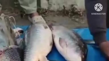 দেৰগাঁও: উৰুকাৰ দিনটোত দেৰগাঁৱৰ নেঘেৰিটিংত মাছৰ বজাৰত উভৈনদী হৈ পৰিছে বিভিন্ন প্ৰজাতিৰ সৰু ডাঙৰ মাছ