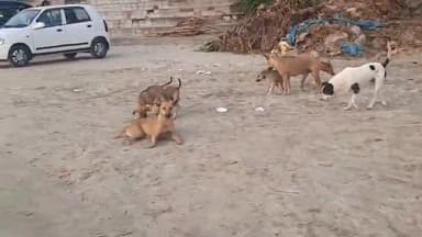 കണ്ണൂർ: ചേലേരിയിൽ വീണ്ടും തെരുവുനായ ആക്രമണം, ഒരാൾക്ക് കടിയേറ്റു