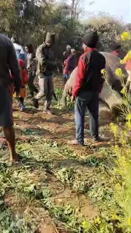 गोला वन क्षेत्र के चोपादारू में एक जंगली हांथी का मृत्यु होगया। आसपास के काफी लोग पहुंच रहे देखने के लिए ।