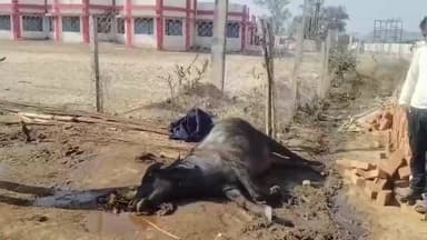 तिरोड़ी: केंद्रीय विद्यालय की तार फेंसिंग में करंट लगने से पालतू भैंस की मौत