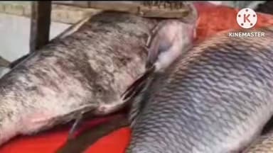 নাজিৰা: ২২কেজি ওজনৰ মাছ ওলাল পুৱা বালিঘাটত,পুৱাৰ পৰাই উৰুকাৰ দিনাই মাছৰ বজাৰত ভীৰ