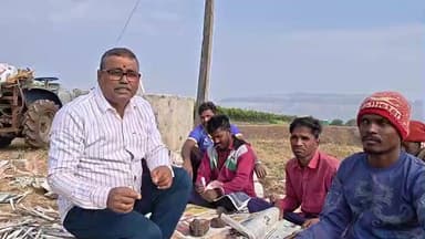 दिंडोरी: पांडाने परिसरात द्राक्ष वाचवण्यासाठी व निर्यात क्षम द्राक्ष बनवण्यासाठी द्राक्ष घडाला पेपराचे आच्छादन