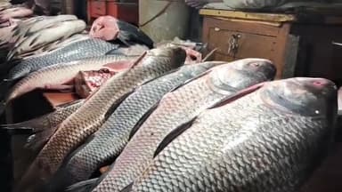 সোণাৰি: উৰুকাৰ দিনা সোণাৰিৰ মাছ বজাৰত গ্ৰাহকৰ ভিৰ, বৃহদাকাৰৰ ৰৌ-ভকুৱা, বৰালিকে ধৰি ভিন্ন মাছেৰে ভৰি পৰিছে বজাৰ