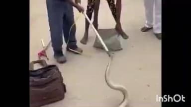 రేణిగుంట పాంచాలి నగర్ లో గుడ్డు పింజరి పాము కలకలం