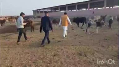 पोहरी: विधायक कैलाश कुशवाह ने परिच्छा गौशाला का निरीक्षण किया, अव्यवस्थाओं पर नाराज़गी जताई, वीडियो आया सामने