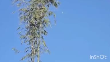 ধেমাজি: জোনাইৰ বেৰাচাপৰি গাৱঁৰ ৰাইজৰ উদ্যোগত প্ৰায় ৩০ ফুট উচ্চতা মেজি