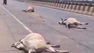 भीकनगांव: भोडिया के पास वैष्णवी रिजॉर्ट के निकट अज्ञात वाहन ने 6 गायों को रौंदा, चार की मौत