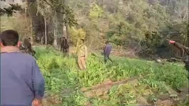 चौपारण: चौपारण में अवैध अफीम की खेती पर पुलिस का प्रहार, 10 एकड़ में लगी फसल नष्ट