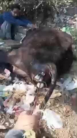 जबलपुर: घमापुर में गौसेवकों ने बीमारी से तड़प रही गाय के पेट से सुरक्षित बछड़े को जन्म दिलवाया