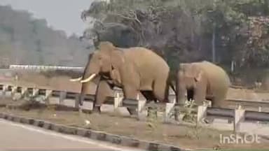 ଜୁଜୁମୁରା: ଜାତୀୟ ରାଜପଥର ଜାମଟାଲ ଠାରେ ଦିନ ଦ୍ବିପହରରେ ବୁଲୁଛନ୍ତି ହାତୀ