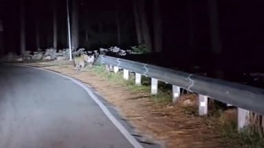 गुलदार की आवाजाही से लोगों में दहशत का माहौल,,
उत्तराखंड के रानीखेत से बड़ी खबर है, जहां चिलियानौला क्षेत्र में गुलदार...