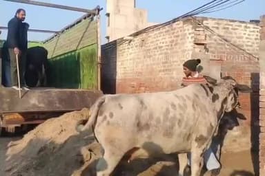 ਮਲੋਟ: ਪਿੰਡ ਧਿਗਾਣਾ ਵਿਖੇ 25 ਗਊਆਂ ਬਰਾਮਦ, ਮਹਾਵੀਰ ਗਊਸ਼ਾਲਾ ਵਿਖੇ ਪਹੁੰਚਾਇਆ, ਮਾਮਲਾ ਦਰਜ