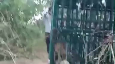 ગણદેવી: બીલીમોરા ના દઢોરા ગામ ખાતે દીપડાનું બચ્ચું પાંજરે પુરાયું