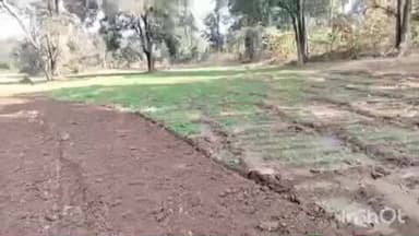 हेरहंज: पुलिस ने डोडांग जंगल के पास चार एकड़ में लगी अफीम की खेती को किया नष्ट