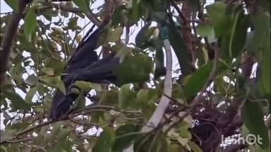 ચોરાસી: રુદ્રપુરા વિસ્તારમાં ઝાડ પર સમી સાંજના પતંગ ના દોરામાં કાગડો ફસાવવાનો કોલ મળતા ફાયર વિભાગ દ્વારા રેસ્ક્યુ કરી તેને છોડવ.