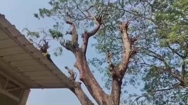 হাবড়া ২: পুমলিয়া বাজার এলাকায় সরকারি গাছ কাটার অভিযোগ দুই বিজেপি কর্মীর বিরুদ্ধে