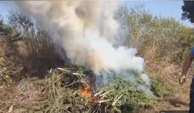 କଣ୍ଟାମାଳ: ଉଡବିଲିକା ଜଙ୍ଗଲରୁ ବ୍ୟାପକ ଗଞ୍ଜେଇ ଚାଷ ନଷ୍ଟ କଲା ବାଉଁଶୁଣୀ ପୋଲିସ୍