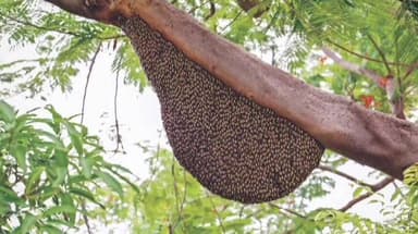 ಹೊನ್ನಾವರ: ಅನಿಲಗೋಡ ಹೊಳೆಬದಿಕೇರಿ ಗ್ರಾಮದಲ್ಲಿ ಜೇನುಹುಳು ದಾಳಿ :ವ್ಯಕ್ತಿ ಸಾವು