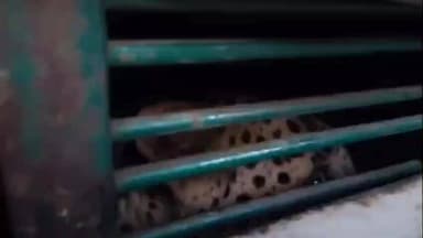 तारानगर: तारानगर में दहशत का माहौल, मोलीसर छोटा से वन विभाग की टीम ने पैंथर का किया रेस्क्यू