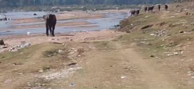 सतबरवा: सलैया गांव में झुंड से बिछड़े हाथी ने फसल नष्ट की, वन विभाग ने पलामू किला जंगल की ओर खदेड़ा