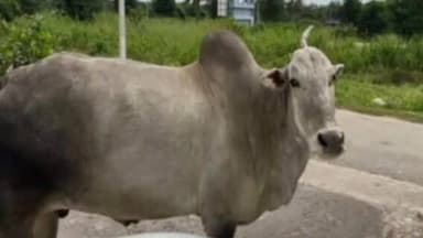 ಆಲೂರು: ಭಕ್ತಿ ಭಾವದ ಬೆಸುಗೆಯಾಗಿದ್ದ ದೇವರ ಬಸುವ ಇನ್ನಿಲ್ಲ ಗಂಜಿಗೆರೆ ಗ್ರಾಮದಲ್ಲಿ ಶೋಕದ ಮೌನ