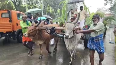 திண்டுக்கல் மேற்கு: ஆட்சியர் அலுவலகத்தில் கொட்டும் மழையில் கொண்டாடிய சமத்துவ பொங்கல் திருவிழா மாட்டு வண்டியில் வருகை தந்த ஆட்சியர்