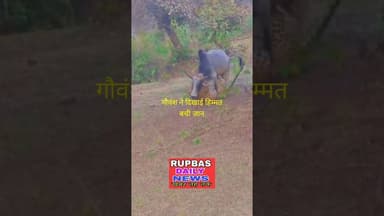 निराश्रित गौवंश ने हिम्मत दिखा बचाई अपनी जान #explorar #latestnews#ख़बर1इंडिया#newsheadlines#newpost