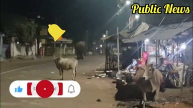 ଜଙ୍ଗଲି ଦନ୍ତା ହାତୀ ସୁକିନ୍ଦାଗଡ ରଥ ଦାଣ୍ଡ ଦେଇ ଟସର ଜଙ୍ଗଲରେ ଥିବା ସୂଚନା