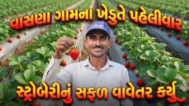 વાસણા ગામના ખેડુતે પહેલીવાર સ્ટ્રોબેરીનું સફળ વાવેતર કર્યું વાસણા ગામના પ્રગતિશીલ ખેડૂત ધુંખ મુકેશજી
