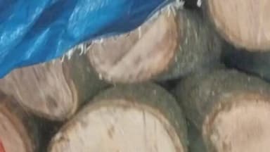 सहजनवा: सहजनवा वन विभाग ने बिना परमिट आम की लकड़ी पकड़ी, ठेकेदार और चालक पर दर्ज किया केस