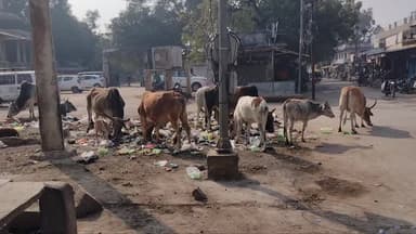 बूंदी: लंका गेट गर्ल्स कॉलेज के पास लगे कचरे के ढेर से दुकानदार परेशान