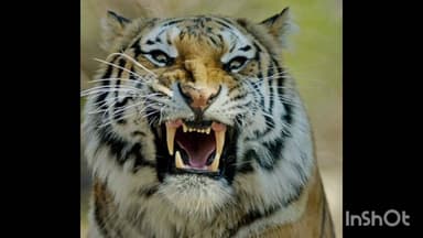 नागभिर: वाघाच्या हल्ल्यात शेतकऱ्याचा मृत्यू, ईरव्हा टेकडी येथील घटना