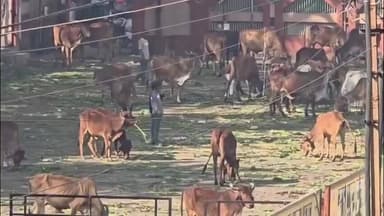 નડિયાદ: આજે ઉત્તરાયણ પર્વે નડિયાદ સંતરામ મંદિરે ભારે ભીડ ઉમટી.