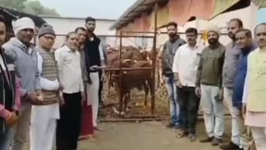 सेगांव: गौसेवा से सनी मकर संक्रांति: अशोक यादव ने थूली खिलाकर लिया आशीर्वाद!