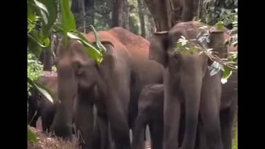 கூடலூர்: ஓவேலி கைப்பாறை பகுதியில் சாலையோரம் முகாமிட்டு இருந்த காட்டு யானை கூட்டம்