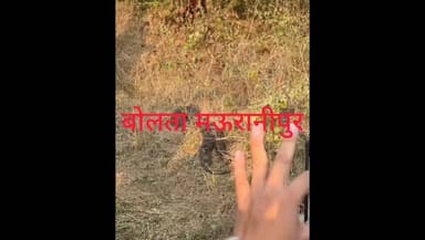 झांसी भगवंत पूरा के जंगल में पंद्रह फीट अजगर दिखाई देने से मचा हड़कंप सड़क पर लोगों की भारी भीड़ जमा